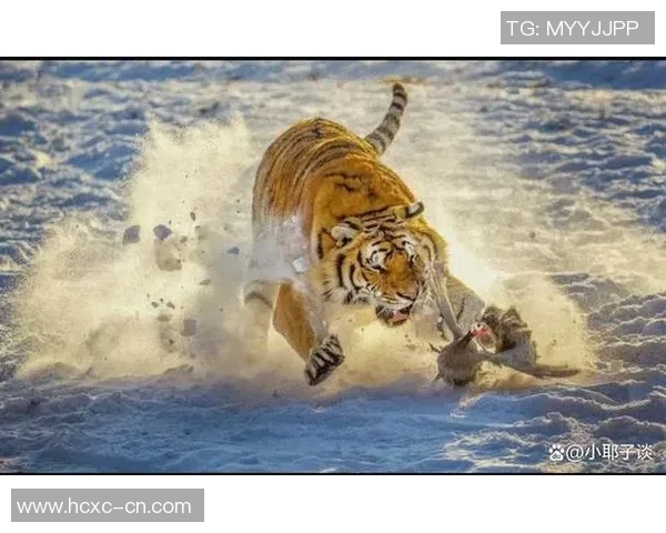 猛虎扑食瞬间捕猎的力量与智慧探秘